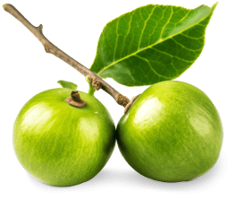 two monkfruit on a stem with one leaf