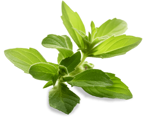 green stevia leaves