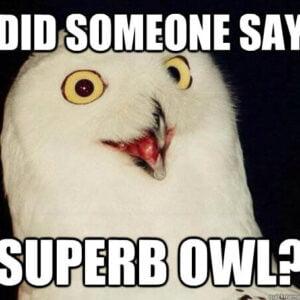 A white snowy owl with yellow eyes and a slightly open beak against a dark background. White text at the top reads DID SOMEONE SAY. White text at the bottom reads SUPERB OWL?. A quickmeme.com logo is visible in the bottom right.