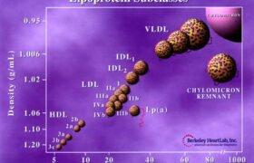 lipoprotein subclasses chart