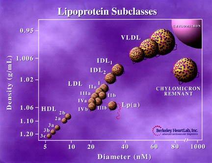 lipoprotein subclasses chart