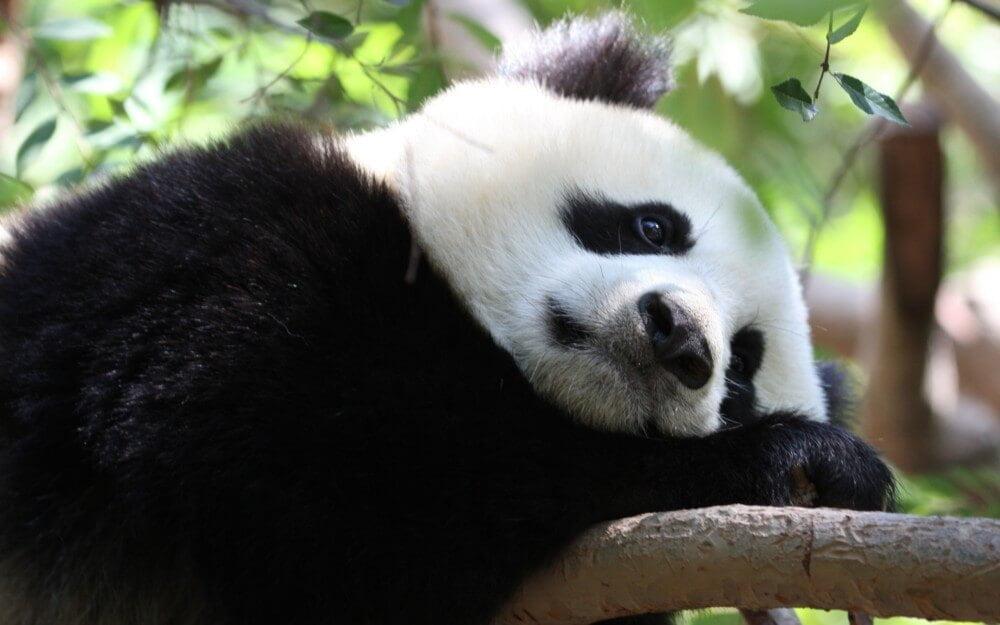 sad panda