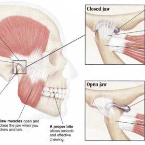 jaw muscles image