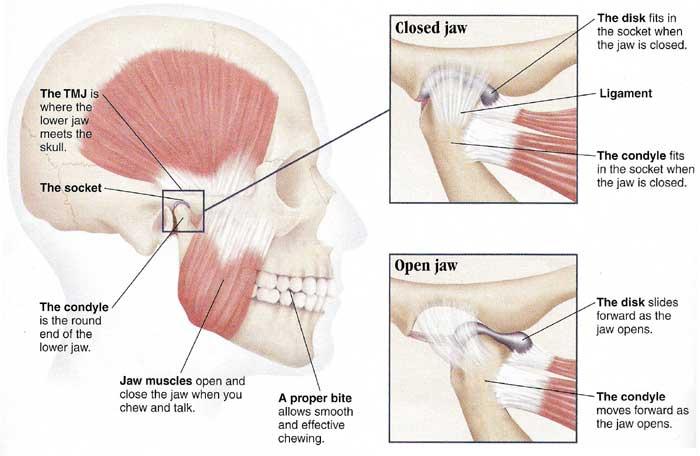 jaw muscles image